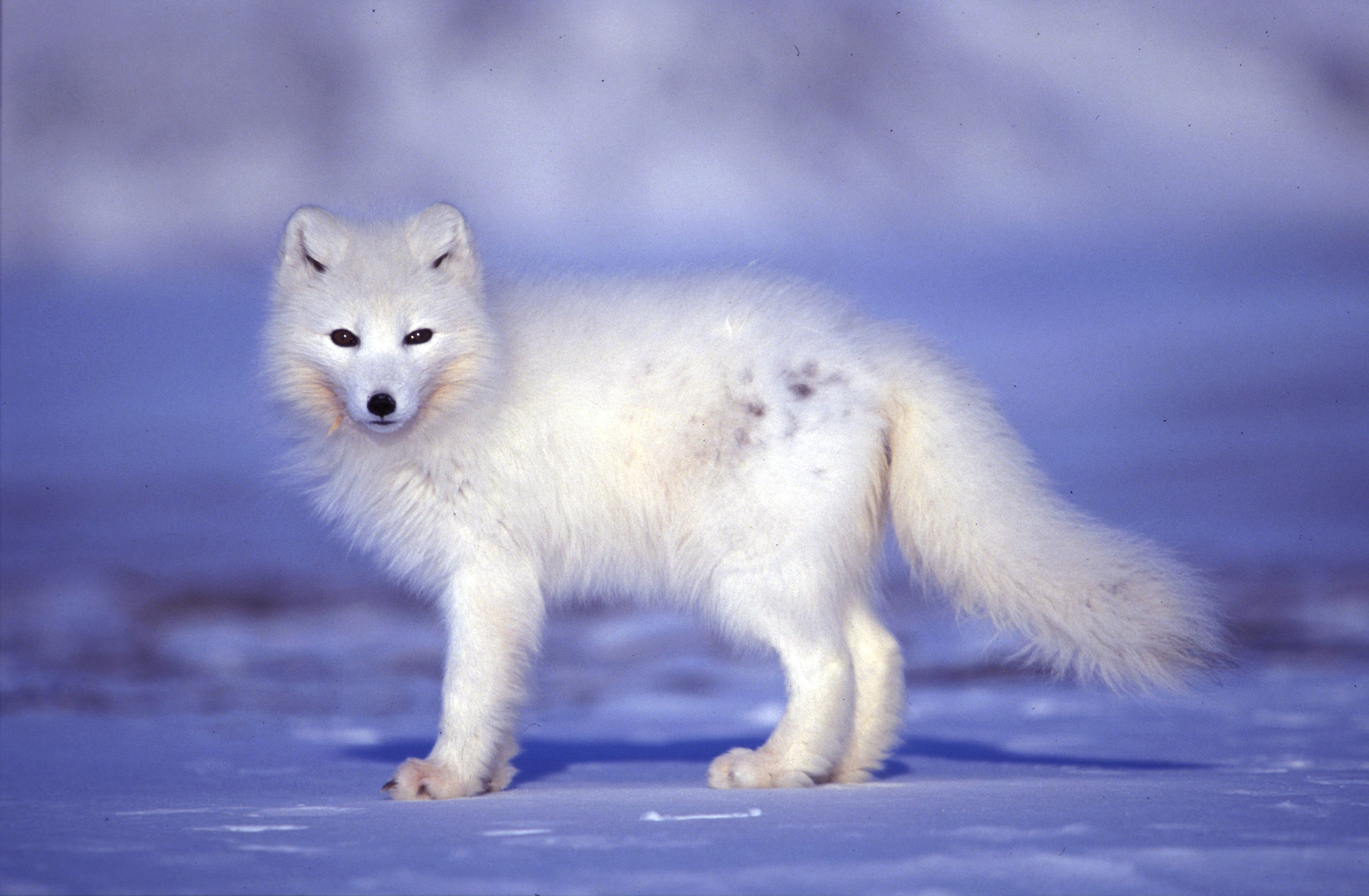 Арктические Животные Фото