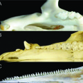 Kiefer von Hausmaus (Mus musculus, A), Wildschwein (Sus scrofa, B) und Schlankdelfin (Stenella attenuata, C)