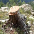 Suche nach Holzproben im Val Ventina