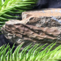 Fossile Überreste von Klubmoosen
