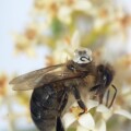 Eine Biene trägt einen winzigen Sensor aus einem Magnet-Pendel huckepack. Dieser Sensor verrät mit hoher Genauigkeit die Flugbahn des Insekts.
